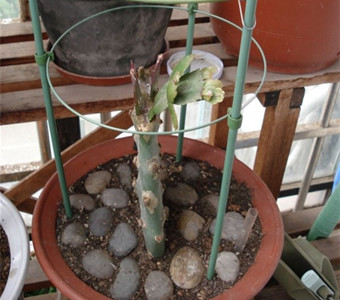 蟹爪蘭的嫁接方法和注意點(diǎn)