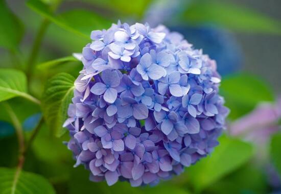 繡球花有哪些品種，繡球花品種圖片大全