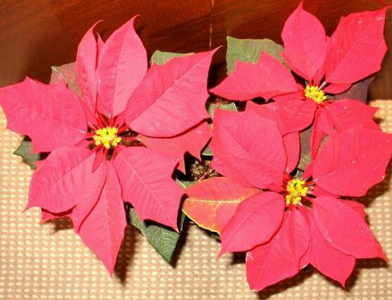 一品紅有毒嗎，一品紅可以放在室內(nèi)養(yǎng)嗎