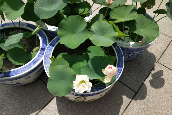 碗蓮的種法和注意事項(xiàng)，日均光照時(shí)長不得小于4小時(shí)