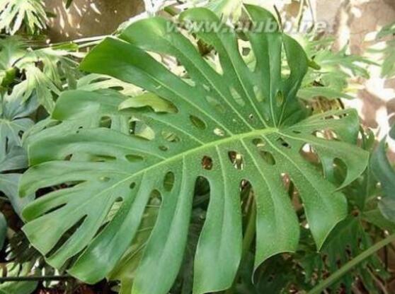 龜背竹的功效與作用，龜背竹五大功效與作用