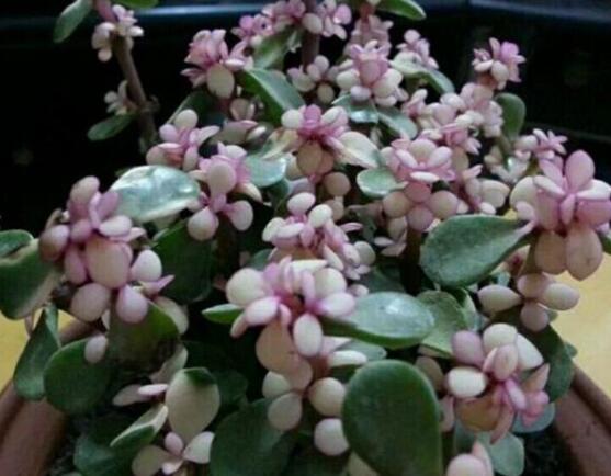 雅樂之舞夏天怎么養(yǎng)，主要注意做好遮陰降溫措施