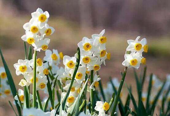 水仙花有幾個(gè)品種，水仙花最好看八大品種