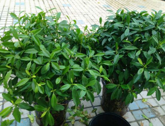 平安樹好養(yǎng)嗎，教你簡單四種養(yǎng)殖方法/闔家幸福、萬事如意