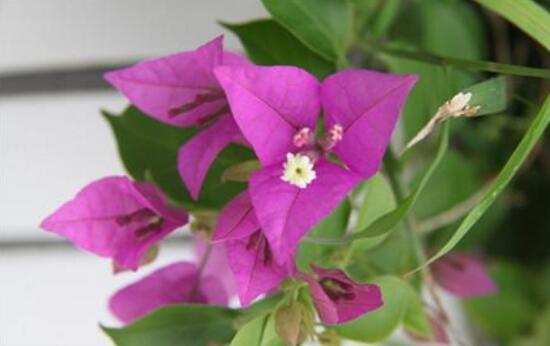 三角梅多久澆一次水，三角梅澆水方法