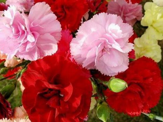 康乃馨種子需要泡水嗎，利于吸收水分、發(fā)芽更快