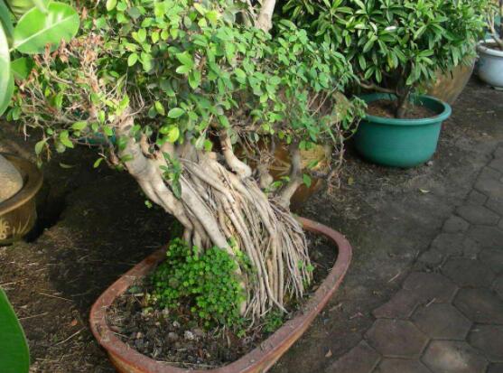 榕樹盆景為什么掉葉，四種原因以及解決辦法