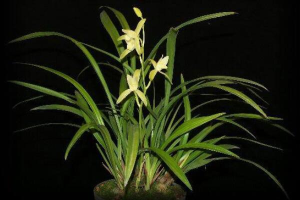怎么區(qū)分蘭花品種分類，從葉子區(qū)分蘭花品種