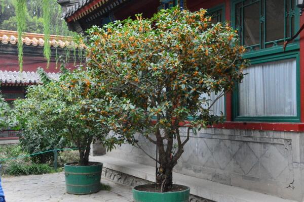 桂花樹幾年開花，養(yǎng)護(hù)5年以上才能開花