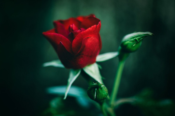 玫瑰花插水怎么存活時間長，減少養(yǎng)分消耗最有效