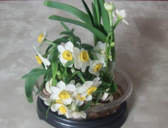 水仙花水養(yǎng)怎么選盆，選圓形、橢圓形、淺盆、淺盤最為合適