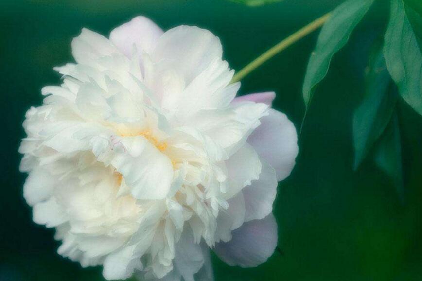 芍藥花的花語是什么，代表著難舍難分的寓意