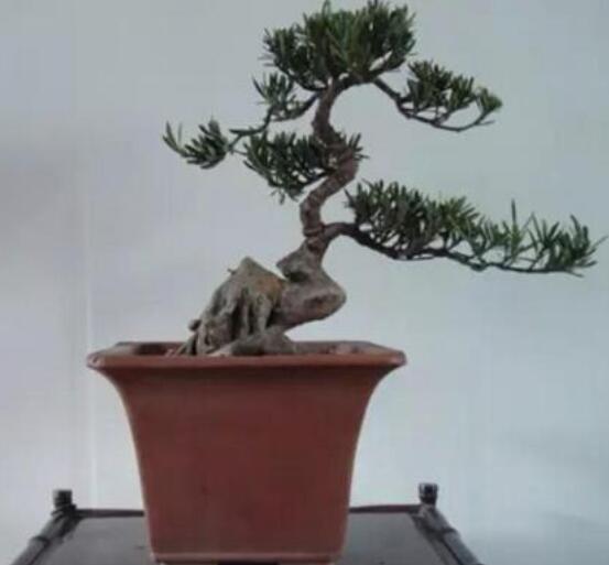 羅漢松可以放客廳嗎，可以/帶來(lái)主人家福氣、鎮(zhèn)守財(cái)寶