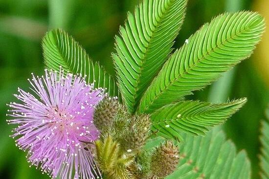 含羞草葉子為什么發(fā)黃，含羞草葉子發(fā)黃怎么辦