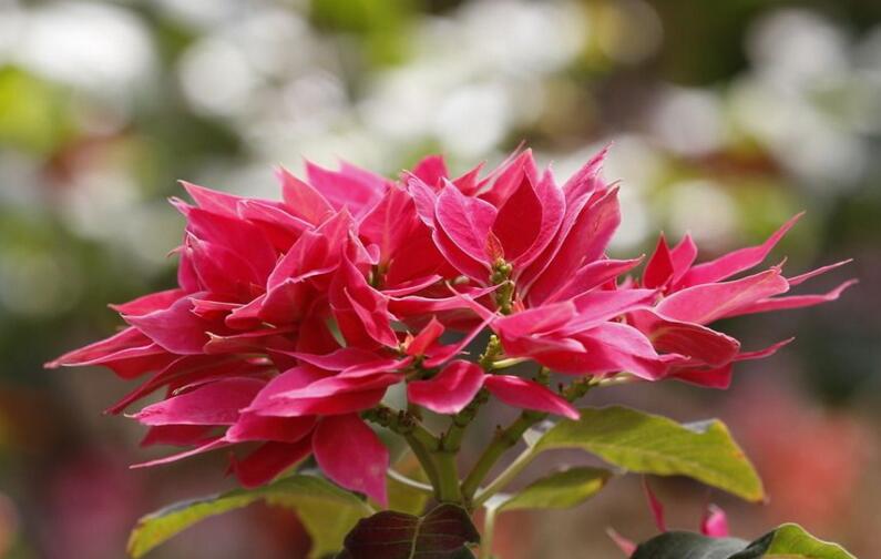 一品紅有沒(méi)有毒，有毒和無(wú)毒的說(shuō)法