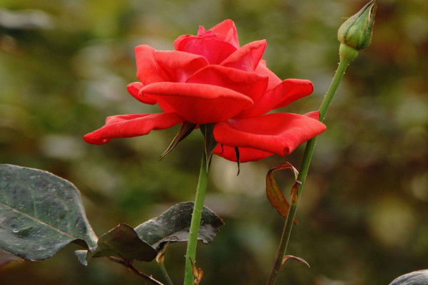 玫瑰花葉子枯萎怎么辦，調(diào)整肥量/改善濕度/減少光照