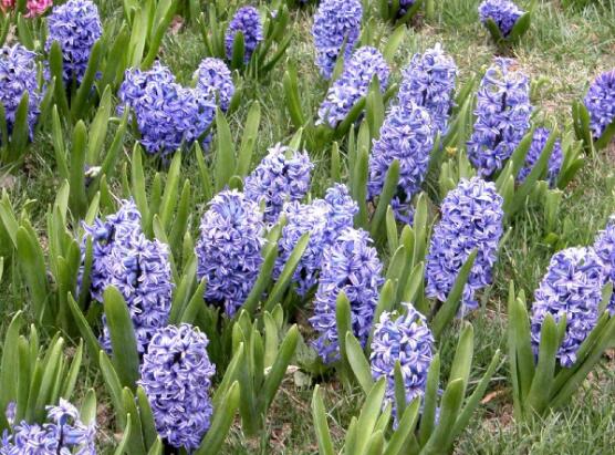 風(fēng)信子花語是什么，代表著只要點燃生命之火，便可同享豐盛人生