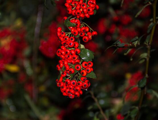 紅豆杉能在室內(nèi)養(yǎng)嗎，美化家居環(huán)境、凈化空氣