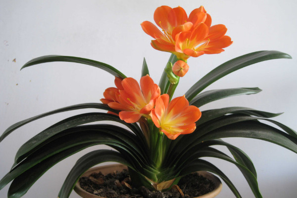 君子蘭多久開花，單邊有12片葉子就具備開花能力