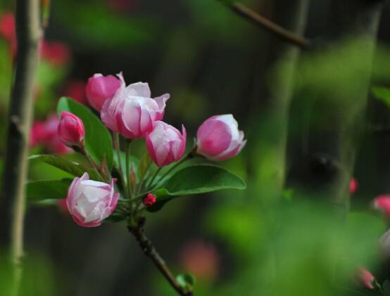 哪種海棠花最好看，北美海棠花欣賞價(jià)值最高(雜交品種)