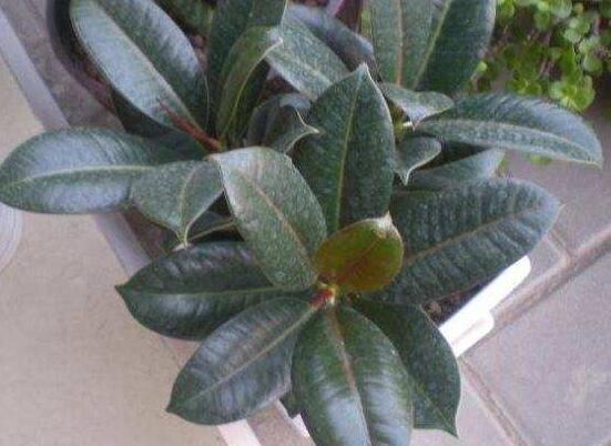 橡皮樹的扦插方法，做好四大步驟成活率百分百