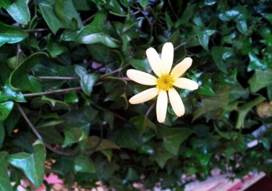 常春藤會(huì)開(kāi)花嗎，常春藤什么時(shí)候開(kāi)花