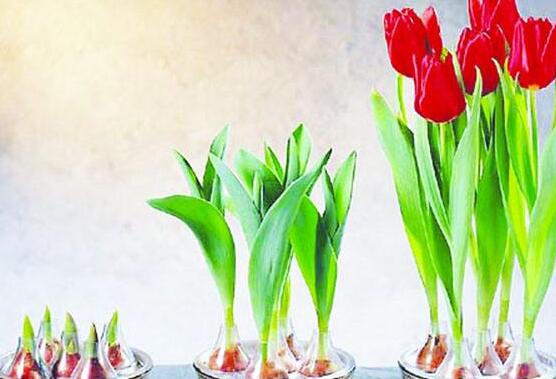 郁金香的養(yǎng)護方法，老農(nóng)教你簡單易學(xué)四種方法(土培和水培)