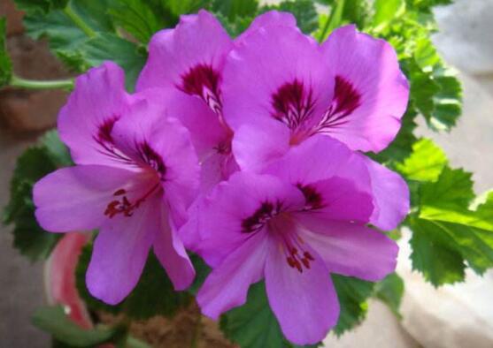 天竺葵怎么修剪，天竺葵修剪方法