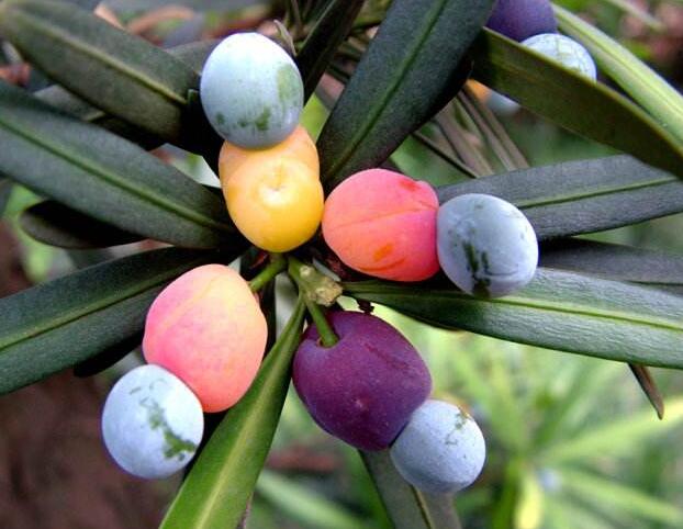 羅漢松果泡酒的方法，制作過程的4步驟