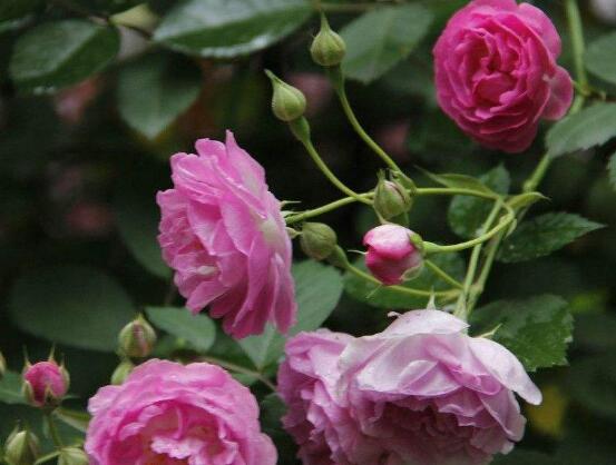 薔薇花葉子發(fā)白怎么辦，薔薇花葉子發(fā)白解決辦法