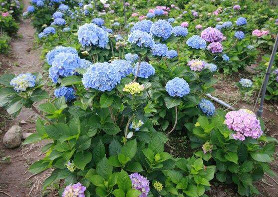 藍(lán)繡球花語是什么，代表著背叛、見異思遷(純凈)