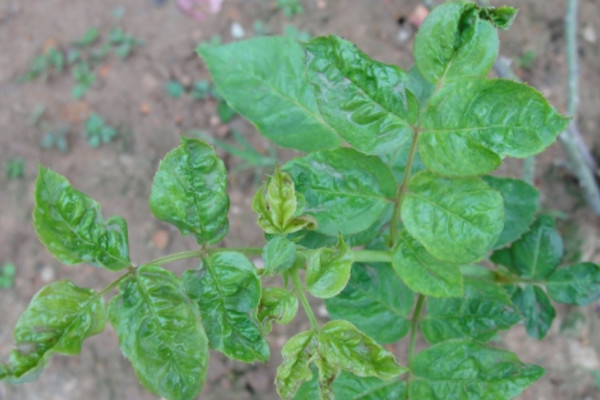 月季上綠色的小蟲(chóng)子