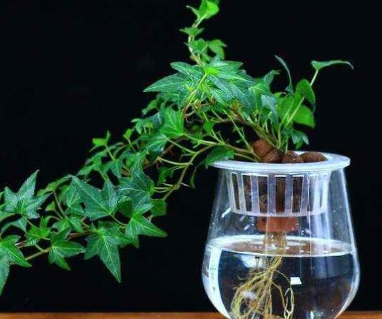 常春藤水培怎么生根快，教你六大方法快速生根