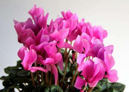 仙客來黃葉是怎么回事，仙客來葉子發(fā)黃處理方法