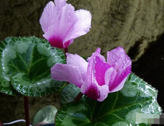 仙客來軟腐病怎么辦，除掉腐爛部位/及時(shí)噴施藥物治療