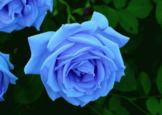 月季花的花語是什么，不同顏色月季花的寓意