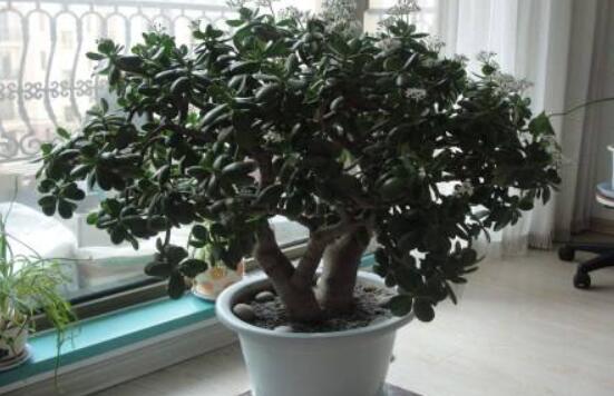 燕子掌用大盆還是小盆，大株用大一號盆/小株用小一號盆