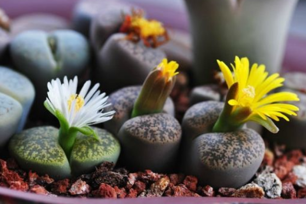 生石花最合適光照度，只需要在夏季適當(dāng)遮陰即可