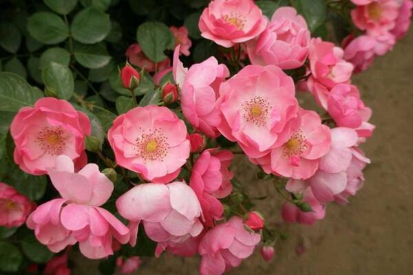 月季花的花期怎么護理，花期養(yǎng)護的4大要點