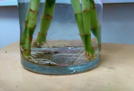 富貴竹怎么繁殖，富貴竹繁殖方法圖解