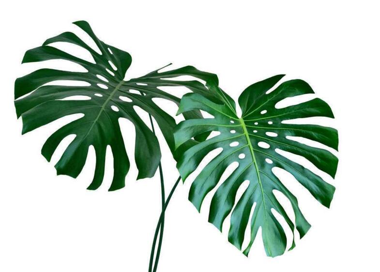 盆栽龜背竹的養(yǎng)殖方法，生長所需的4個方面要點