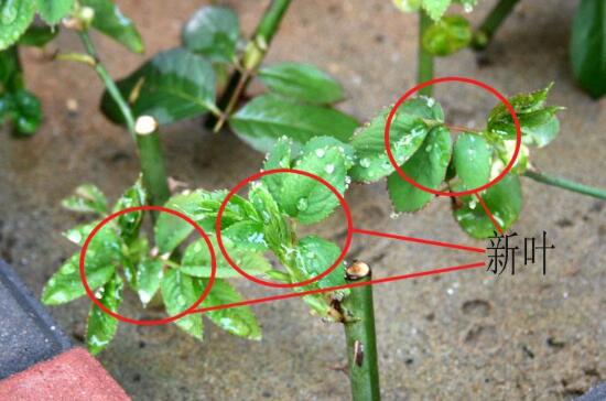 月季什么時候扦插最好，月季花的扦插方法