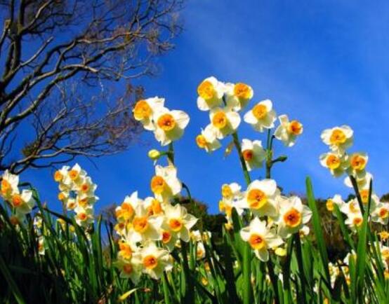 水仙花代表什么含義，純潔的愛(ài)情、吉祥祝福