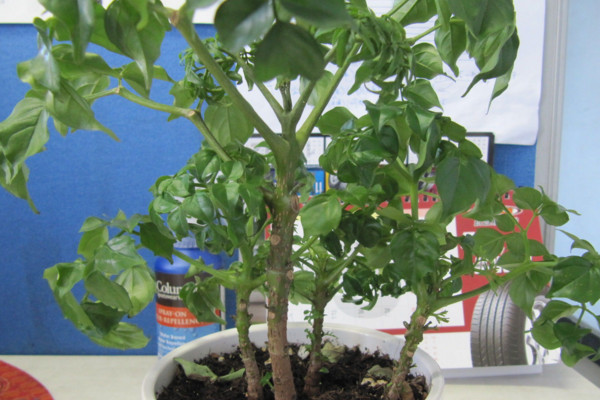 幸福樹幾天澆一次水，一般情況可7~10天澆水一次