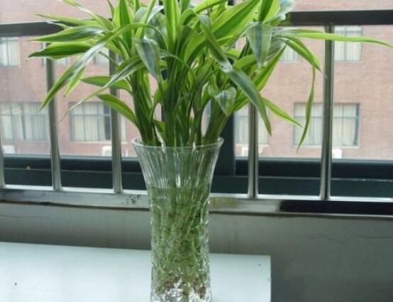 富貴竹放多少水，水位全部覆蓋根系便可