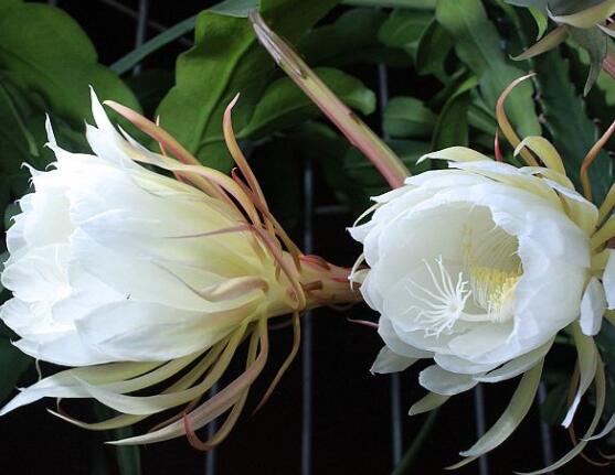 曇花多長時間澆水，只需要保證盆土微濕潤環(huán)境即可