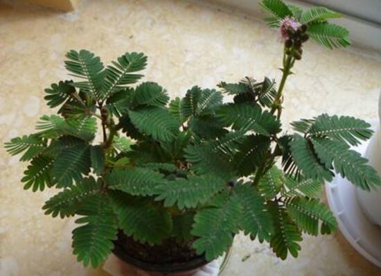 含羞草有毒嗎，含羞草可以放在臥室嗎/有毒觸碰掉頭發(fā)