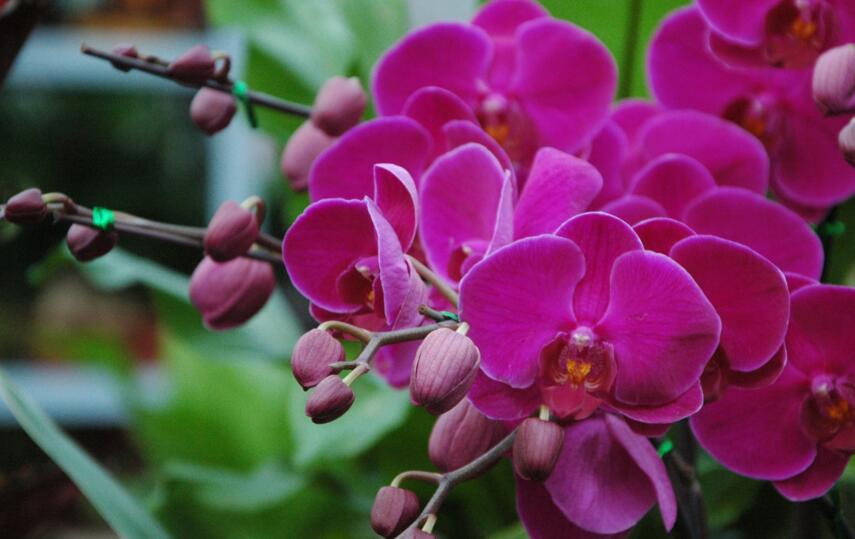 常見蘭花品種圖片名稱，常見的有春蘭、蕙蘭以及建蘭