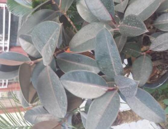 橡皮樹幾月份砍頭好，6-7月是最佳砍頭時間