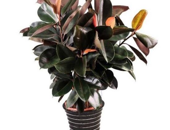 橡皮樹用什么肥料好，橡皮樹怎么養(yǎng)長得快